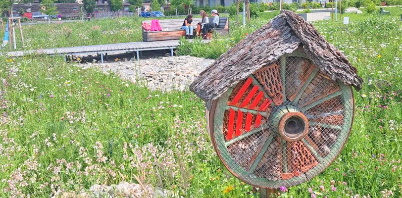 Was blüht denn da? Wiesenstunde