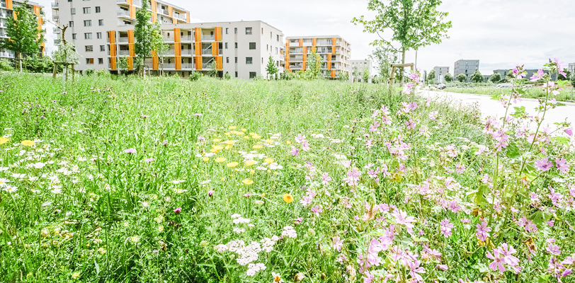 🗓️  Immer mittwochs 08:30-11:30: Die Wiesenstunde