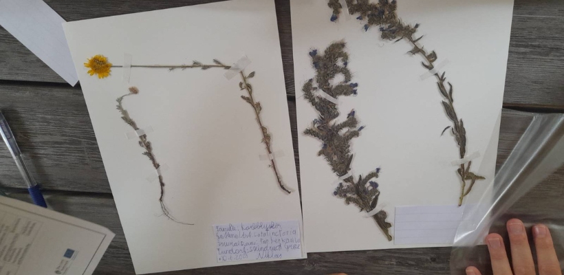 Rückblick: Herbarium – Pflanzen für die Ewigkeit